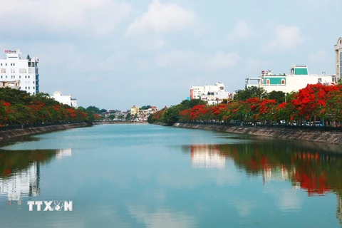 Hoa phượng nở dọc bờ hồ Tam Bạc - trung tâm thành phố Hải Phòng. (Ảnh: Lâm Khánh/TTXVN)