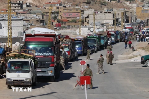 Đoàn xe chở người tị nạn Syria hồi hương từ Arsal, Liban ngày 23/7. (Ảnh: AFP/TTXVN)