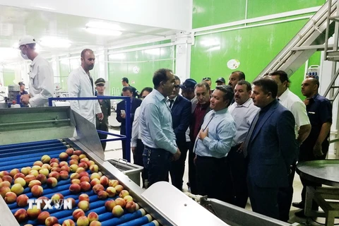 Đoàn công tác đến thăm một doanh nghiệp địa phương, chuyên về chế biến và xuất khẩu nông sản với nhiều mặt hàng chủ lực gồm các loại rau- củ, khoai tây, táo, tỏi... (Ảnh: Tấn Đạt/TTXVN)