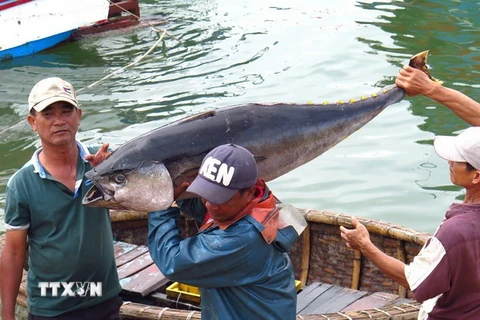 Ngư dân Phú Yên đánh bắt cá ngừ đại dương. (Ảnh minh họa: Thế Lập/TTXVN)