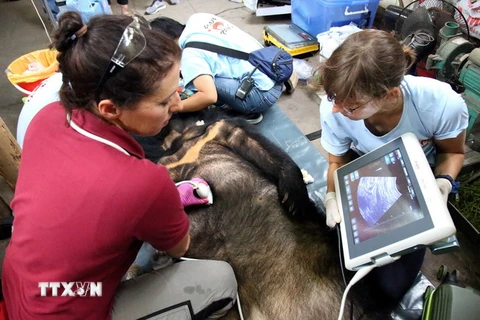 Các bác sỹ thú y của cơ sở bảo tồn gấu Ninh Bình kiểm tra sức khỏe cho gấu. (Ảnh: Minh Đức/TXVN)