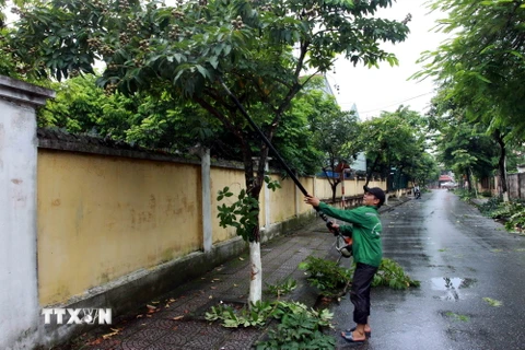 Các địa phương tại Thái Bình chủ động cắt tỉa cành cây để tránh bão quật đổ. (Ảnh: Thế Duyệt/TTXVN)