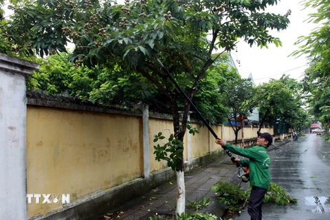Các địa phương tại Thái Bình chủ động cắt tỉa cành cây để tránh bão quật đổ. (Ảnh: Thế Duyệt/TTXVN)