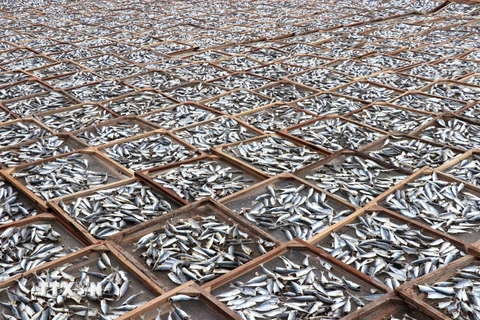 Hình ảnh những "cánh đồng cá" phơi khô ở tại Quảng Trị