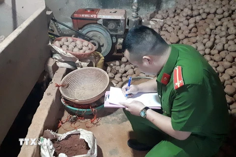 Công an thành phố Đà Lạt lập biên bản thu giữ số khoai tây đã được phủ đất ngày 21/8. (Ảnh: Đặng Tuấn/TTXVN)