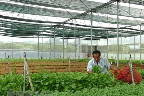 Sản xuất rau sạch trong nhà kính tại khu nông nghiệp công nghệ cao ở thị xã Ninh Hòa, Khánh Hòa. (Ảnh minh họa: Nguyên Lý/TTXVN)