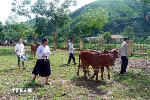 Hỗ trợ bò giống cho các hộ nghèo, cận nghèo của xã Yên Lâm (Hàm Yên, Tuyên Quang). (Ảnh minh họa: Quang Cường/TTXVN)