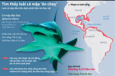 [Infographics] Tìm hiểu loài cá mập "ăn chay" đầu tiên trên thế giới