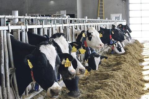 Điều Mỹ muốn là tiếp cận thị trường sữa của Canada. (Nguồn: Canadian Press)