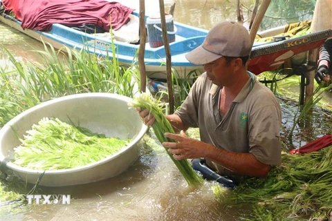 Anh Trần Văn Ngang (xã Tân Tập, huyện Mộc Hóa, Long An) nhặt hẹ nước vừa mới nhổ để chuẩn bị bán cho thương lái. (Ảnh: Bùi Giang/TTXVN)