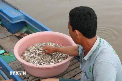 Mẻ cá mà anh Minh, xã Vĩnh Trị, huyện Vĩnh Hưng, vừa đánh bắt được. 
