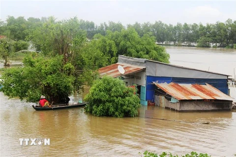 Khu vực ven sông Vàm Cỏ Đông, thuộc xã Thanh Điền, huyện Châu Thành, tỉnh Tây Ninh bị ngập lụt do mưa lớn, nước sông dân cao. (Ảnh: Lê Đức Hoảnh/TTXVN)