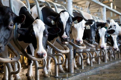 Mỹ được tăng khả năng tiếp cận với thị trường sữa của Canada. Ảnh minh họa. (Nguồn: CNN)