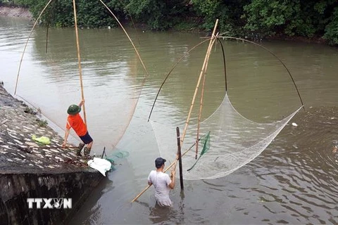 Người dân đổ ra bắt cá tại các cống thoát trên sông Kim Ngưu sau khi mưa lớn khiến các ao hồ trong nội đô bị ngập tràn khiến cá thoát ra. (Ảnh: Danh Lam/TTXVN)
