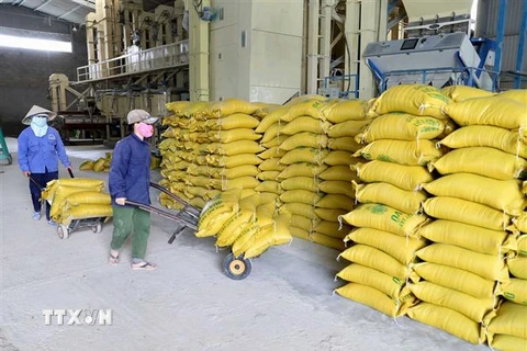 Vận chuyển gạo xuất khẩu trong kho của Doanh nghiệp tư nhân Chế biến nông sản Quang Vũ, xã Phước Lộc, huyện Tuy Phước, tỉnh Bình Định. (Ảnh: Vũ Sinh/TTXVN)