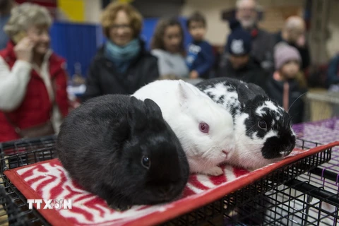 Các loài thú cưng và gia cầm được giới thiệu tại Hội chợ Nông nghiệp Hoàng gia mùa đông Toronto, Canada ngày 12/11. (Ảnh: THX/TTXVN)