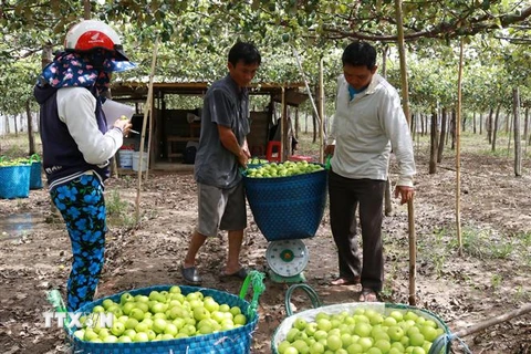 Sản phẩm táo trồng trong nhà lưới đang được các thương lái ưu tiên thu mua với giá cao. (Ảnh: Nguyễn Thành/TTXVN)