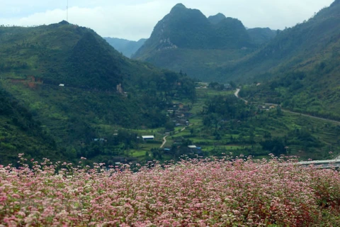 Mùa hoa tam giác mạch tại Hà Giang. (Ảnh: Huy Hùng/TTXVN)