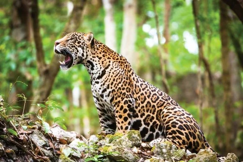 Báo Jaguar tại Mexico. (Nguồn: theyucatantimes.com)