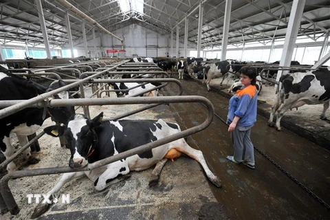 Bò sữa tại trang trại ở làng Moroski, cách thủ đô Minsk của Belarus 105km về phía tây bắc, ngày 30/6/2014. (Nguồn: AFP/TTXVN)