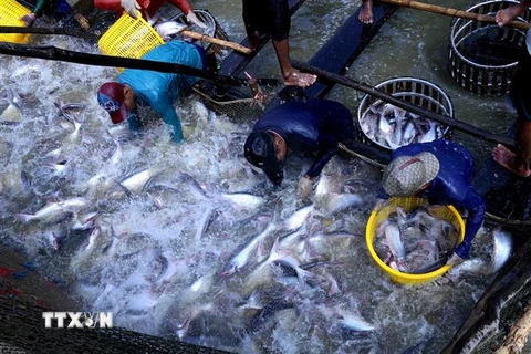 Thu hoạch cá tra tại hộ nông dân sản xuất liên kết với Tập đoàn Sao Mai An Giang ở thành phố Cần Thơ. (Ảnh: Vũ Sinh/TTXVN)