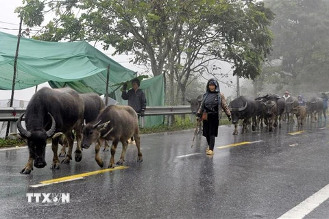  Do đợt rét đậm, rét hại kéo dài, nhiều hộ gia đình trên Quốc lộ 4D đã đưa đàn gia súc gia đình xuống khu vực thấp có nhiệt độ cao hơn. (Ảnh: Quốc Khánh/TTXVN)