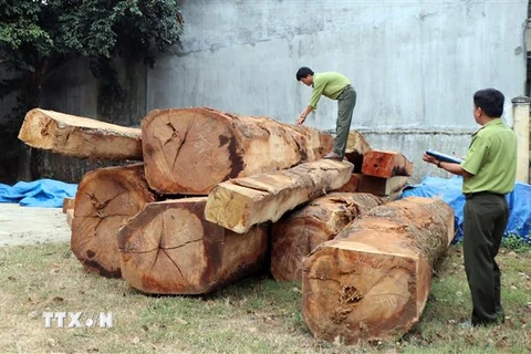 Lực lượng kiểm lâm kiểm tra số gỗ tang vật. (Ảnh: Cao Nguyên/TTXVN)