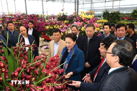 Chủ tịch Quốc hội Nguyễn Thị Kim Ngân thăm mô hình mới trồng hoa, cây cảnh ở xã Xuân Quan huyện Văn Giang. (Ảnh: Trọng Đức/TTXVN)