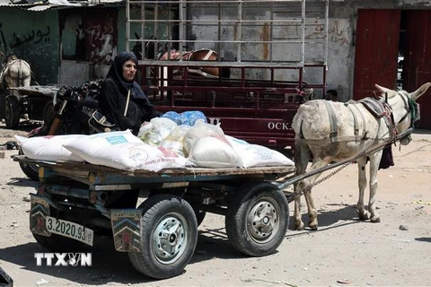 Người dân Palestine nhận lương thực cứu trợ tại Rafah, Dải Gaza. (Ảnh: AFP/ TTXVN)