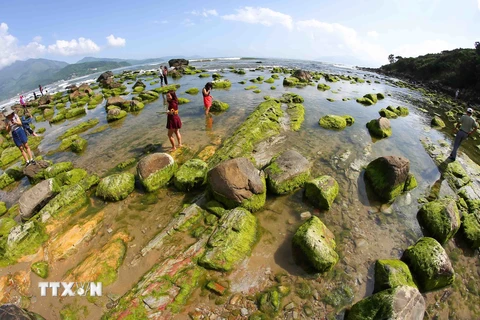 Bãi đá Nam Ô với rêu xanh bao phủ và chỉ lộ ra khi thủy triều xuống thu hút người dân, du khách đến tham quan, chụp ảnh. (Ảnh: Trần Lê Lâm/TTXVN)