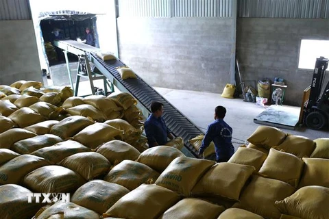 Vận chuyển gạo xuất khẩu tại Doanh nghiệp tư nhân Chế biến nông sản Quang Vũ, xã Phước Lộc, huyện Tuy Phước, tỉnh Bình Định. (Ảnh: Vũ Sinh/TTXVN)