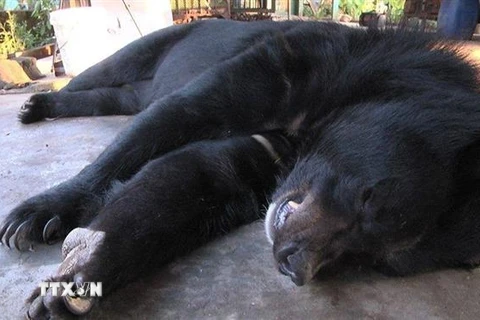 Một cá thể gấu ngựa nuôi nhốt tại gia đình bà Lê Thị Mai Thảo bị chết chưa rõ nguyên nhân. (Ảnh: TTXVN phát)