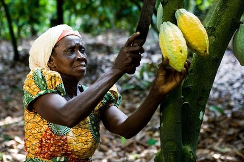 Thu hoạch cacao tại Ghana. (Nguồn: goodmanamc.blogspot.com)