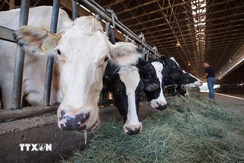 Trang trại nuôi bò sữa ở Surrey, tỉnh cực Tây British Columbia, Canada ngày 30/8/2018. (Ảnh: CANADA PRESS/ TTXVN)
