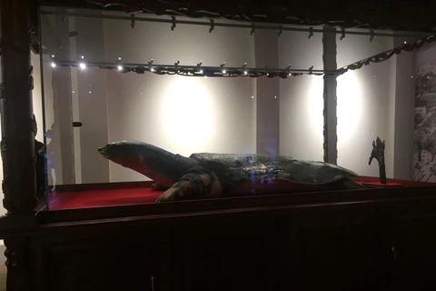 Mẫu vật Rùa Hồ Gươm được trưng bày tại đền Ngọc Sơn. (Ảnh: Đinh Thuận/TTXVN)