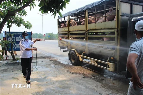 Lực lượng thú y tỉnh Thừa Thiên-Huế phun hóa chất tiêu độc khử trùng xe chở lợn vào địa bàn tỉnh tại chốt kiểm dịch động vật trên tuyến quốc lộ 1A. (Ảnh: Hồ Cầu/TTXVN)