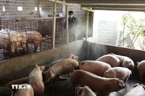 Phun thuốc tiêu độc phòng tránh dịch bệnh cho đàn lợn. (Ảnh minh họa: Quý Trung/TTXVN)
