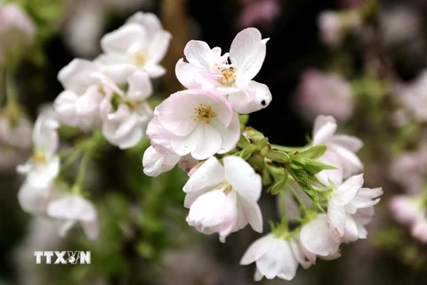 Vẻ đẹp rạng rỡ của hoa anh đào Nhật Bản. (Ảnh: Thành Đạt/TTXVN)