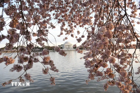 Đến lượt thủ đô Washington D.C của Mỹ chìm trong sắc hoa anh đào