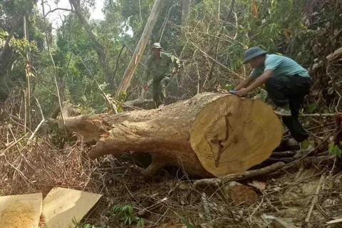 Hiện trường vụ phá rừng tại xã Cư Bông, huyện Ea Kar, Đắk Lắk. (Ảnh: TTXVN phát)