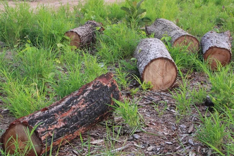 Gần 20ha rừng tự nhiên bị phá trắng ở huyện Ea Súp, Đắk Lắk. (Ảnh: Phạm Cường/TTXVN)