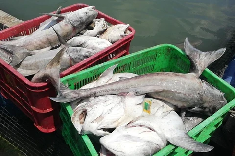 Cá biển nuôi trên khu vực Sông Rạng bị chết hàng loạt . (Ảnh: Hoàng Nhị/TTXVN)