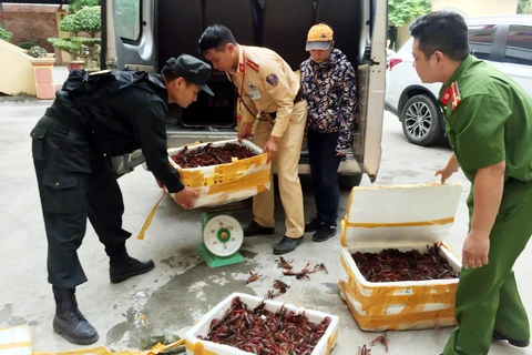 Ba thùng xốp đựng 49kg tôm hùm đất bị bắt giữ tại Lạng Sơn. (Ảnh: Thái Thuần/TTXVN)