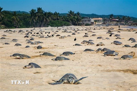 Rùa biển Golfinas làm tổ để đẻ trứng tại bờ biển Ixtapilla ở bang Michoacan, Mexico ngày 20/7. (Ảnh: AFP/TTXVN)