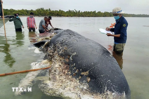 Con cá voi trong dạ dày chứa tới 6 kg rác thải nhựa chết trôi dạt vào bờ biển tại khu bảo tồn Wakatobi thuộc tỉnh Sulawesi, Đông Nam Indonesia, ngày 20/11/2018. (Ảnh: AFP/TTXVN phát)