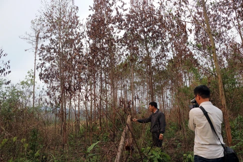 Hàng ngàn cây thông bị hạ độc, chết đứng tại Lâm Đồng. (Ảnh: Quốc Hùng-Đặng Tuấn/TTXVN)