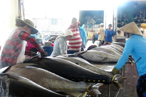 Cá ngừ là mặt hàng chiến lược xuất khẩu sang thị trường EU. (Ảnh: TTXVN)