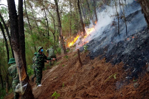 Khống chế đám cháy rừng tại Nam Đàn, Nghệ An. (Ảnh: TTXVN phát)