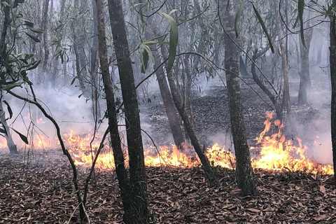 Cánh rừng trồng nguyên liệu đang bị cháy. (Ảnh: Trần Tĩnh/TTXVN)