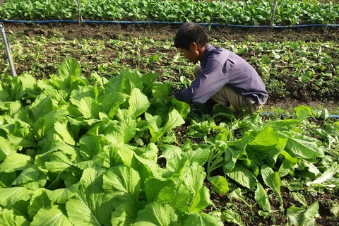 Thu hoạch rau trồng theo hướng hữu cơ của gia đình ông Lương Văn Quang, phường Long Hương, thành phố Bà Rịa. (Ảnh: Hoàng Nhị/TTXVN)